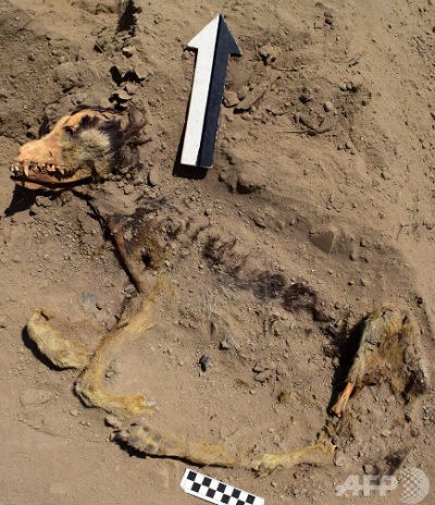 1000年以上前の犬の死骸