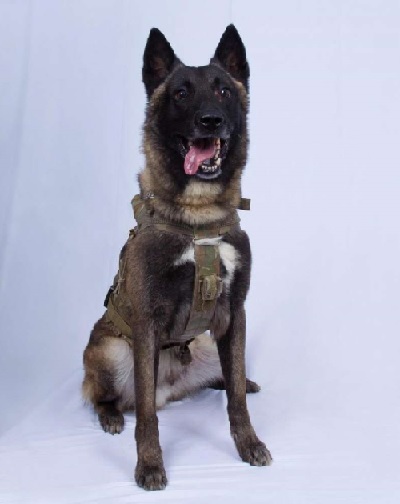 IS作戦で活躍した軍用犬