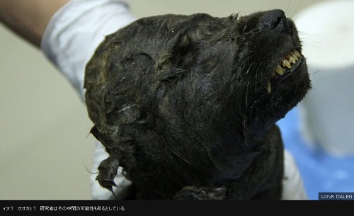 1万8000年前の「イヌ」、永久凍土から発見