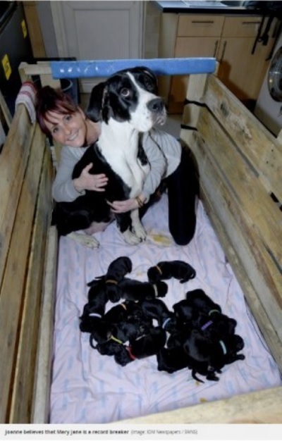 自然分娩で21匹の赤ちゃんを出産した犬