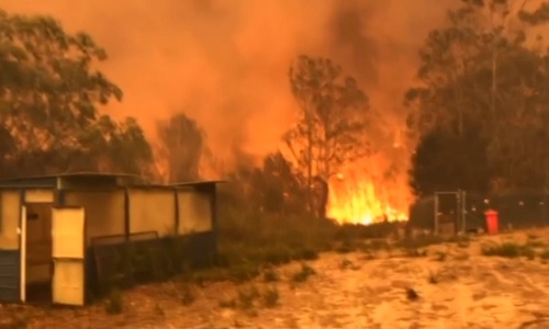 オーストラリア森林火災、焼け跡に新しい命5