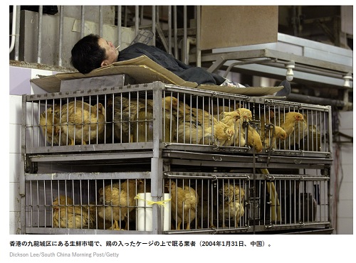 鶏の入ったケージの上で眠る業者（2004年1月31日、中国