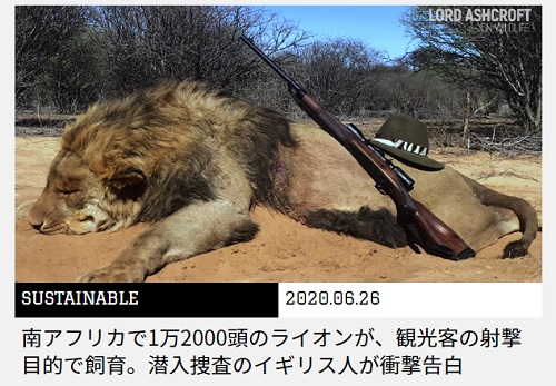 南アフリカで1万2000頭のライオンが、観光客の射撃目的で飼育