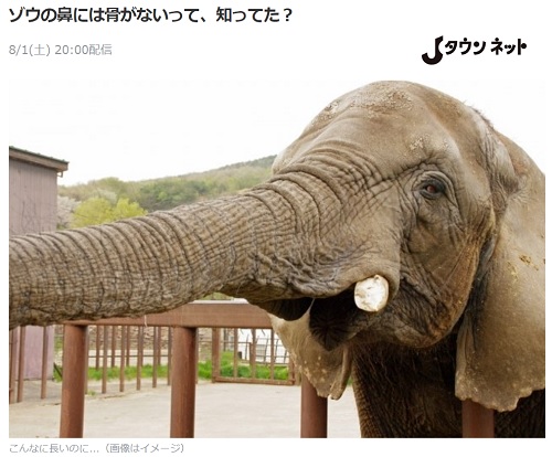 ゾウの鼻には骨がない