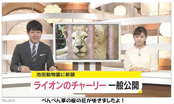 池田厚子さんの池田動物園に新しいライオン